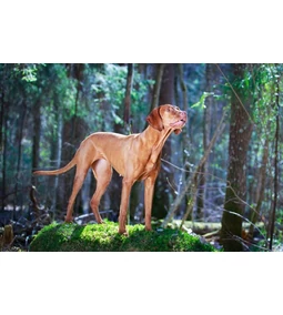 Sloopy: A Magyar vizsla
