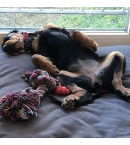 Phoebe, a Mozgékony Gordon Setter és a SLOOPY RETRO Kutyafekhely